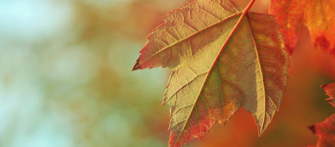 aaron-burden-tYm4_ggmevU-unsplash